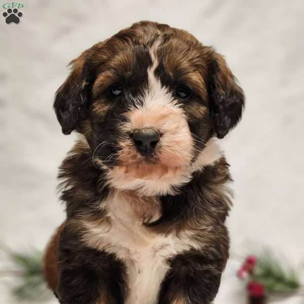 Ember, Bernedoodle Puppy